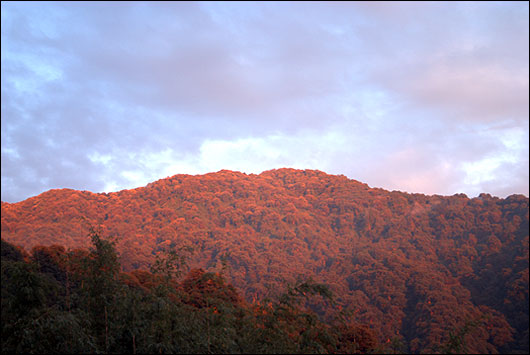 Neora Valley National Park, Darjeeling District, West Bengal, India - This is one of the richest biological zones in the entire Northeast situated in the Kalimpong subdivision under Darjeeling District in West Bengal 